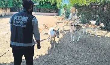 İstanbul’da yabani geyik operasyonu