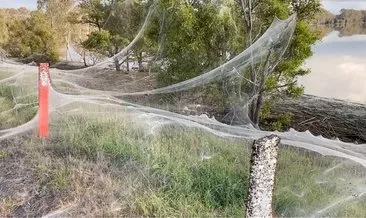 Avustralya kabusu yaşıyor: Etraf dev örümcek ağları ile kaplandı