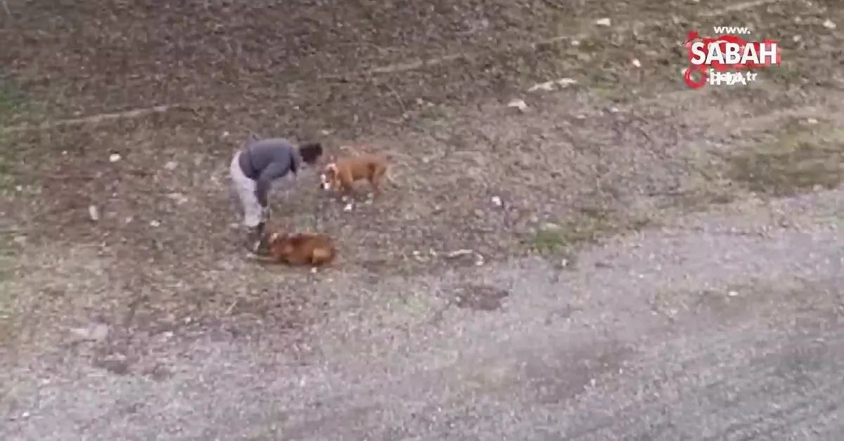 Antalya Da Sopayla Kopeklerini Doven Kadin Hakkinda Islem Yapildi Video Videosunu Izle Son Dakika Haberleri Antalya Da Sopayla Kopeklerini Doven Kadin Hakkinda Islem Yapildi Video Videosunu Izle Son Dakika Haberleri