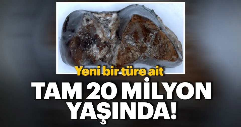 Diş fosili 20 milyon yaşındaki yırtıcıyı ortaya çıkardı Diş fosili 20 milyon yaşındaki yırtıcıyı ortaya çıkardı