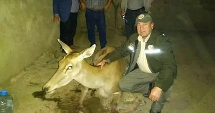 Taraklı’da yaralı geyik bulundu