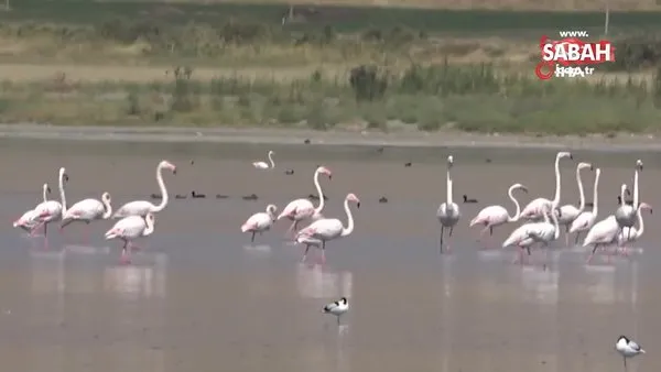 Flamingolar Erçek Gölü kıyısında görsel şölen oluşturdu | Video
