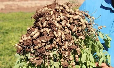 Tescilli yerli yer fıstığı ’Ayşehanım’ GAP çiftçisine alternatif ürün olacak