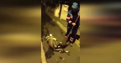 Üsküdar’da Temizlik işçisinin köpek sevgisi görenleri duygulandırdı: Üç-dört günde bir mutlaka tarattırır | Video