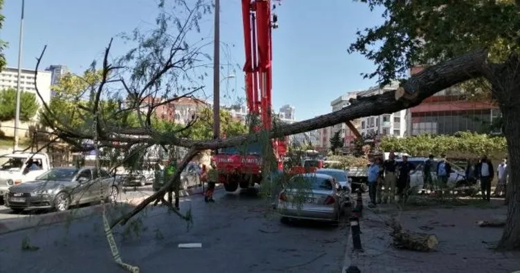 İstanbul’da şiddetli fırtına ağaçları devirdi