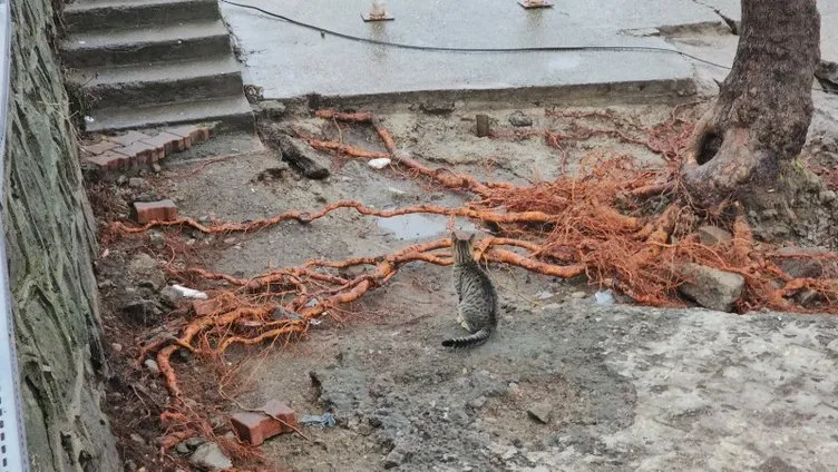 Zonguldak’ta vicdanları sızlatan görüntü: Fırtınada kaybettiği yavrularını arıyor