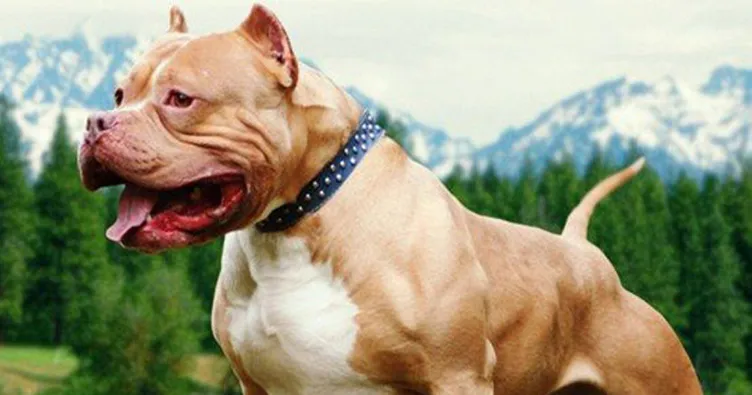 Rüyada köpek sevmek, görmek ve köpek ısırması ile ilgili rüya tabirleri