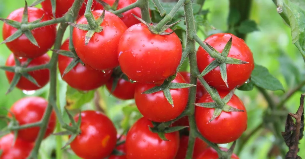 rusya ya domates ve biber ihracatindaki analiz zorunlulugu kaldirildi son dakika haberler