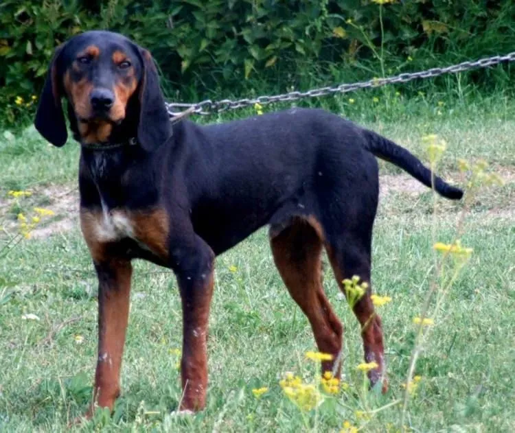 Türkiye’deki köpek ırkları ve özellikleri