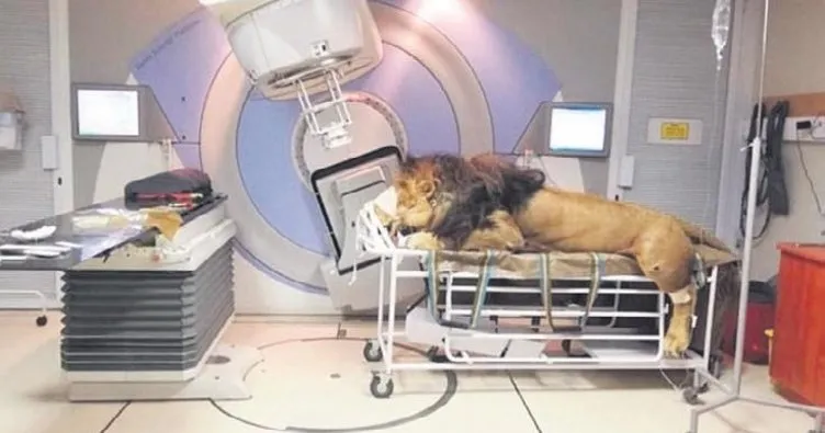 Kanserli aslan radyoterapi görüyor