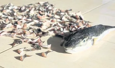 Bir haftada 7 bin kuyruk