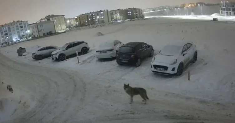 Erzurum’da kurt kent merkezine indi