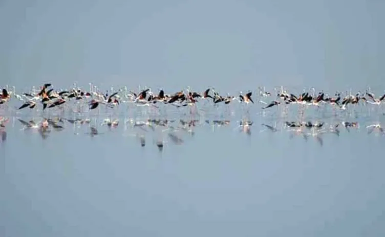 Dünyanın en büyük flamingo kolonisi Tuz Gölü’nde