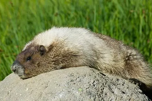 İklim değişikliğinin yeni habercileri: Marmotlar