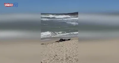 Karaburun sahilde ceset bulundu | Video