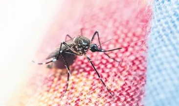 Dang Humması vakaları rekor seviyede