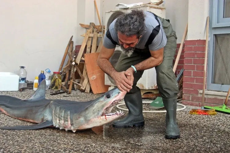 O ilimizde yakalandı: Nesli tükenme tehlikesi altındaki köpek balığı öldü!
