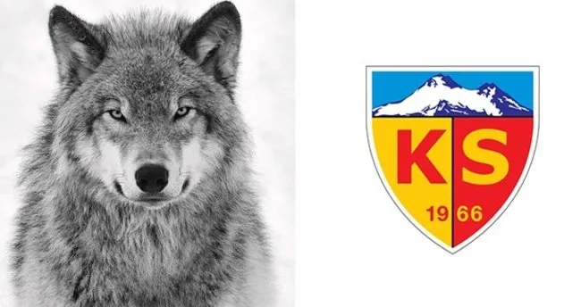kayserispor un sembolu kurt oldu