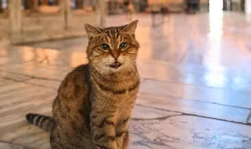 Ayasofya’nın kedisi Gli öldü