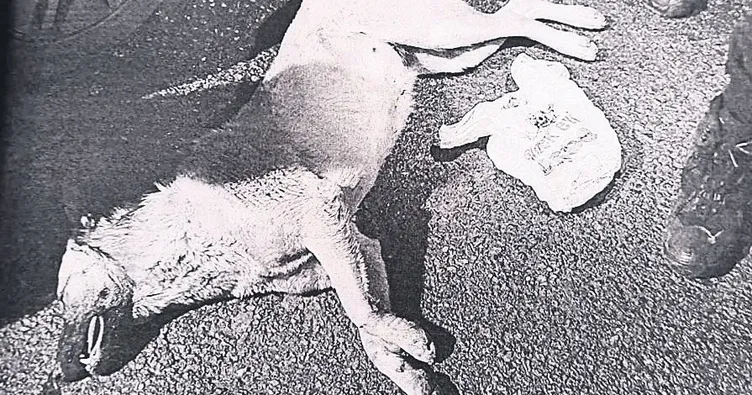 Köpeği öldüren caniye 5 yıl istendi