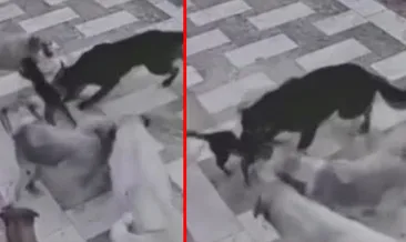 Hatay’da korkunç anlar! Başıboş 6 köpeğin saldırısına uğradı: Tek başına böyle mücadele etti! #hatay