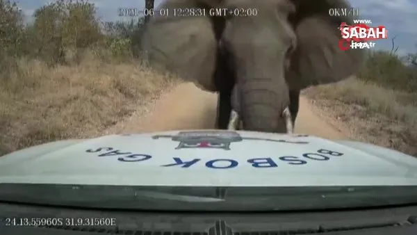 Kızgın fil arabayı böyle parçaladı | Video