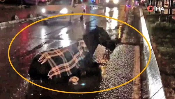 İstanbul Arnavutköy’de minibüs çarptığı atın yaralı hali yürek burktu | Video