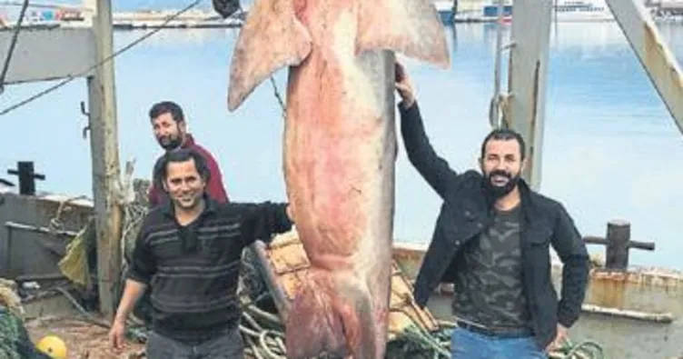 Dev köpek balığı 2 bin 500 TL