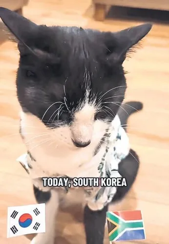 her-maci-dogru-tahmin-eden-kedi-yorumculara-karsi-1783094464562.jpeg