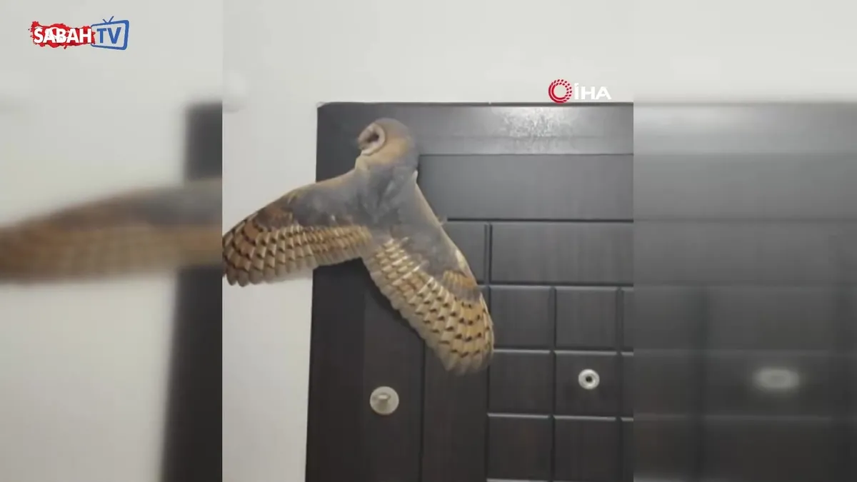 Trabzon’da ev sahibi şaşkına döndü: ‘Hırsız sandım, baykuş çıktı’ | Video videosunu izle Trabzon’da ev sahibi şaşkına döndü: ‘Hırsız sandım, baykuş çıktı’ | Video videosunu izle