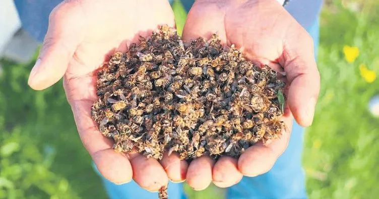 Arı ölümlerinde yasak ilaç iddiası