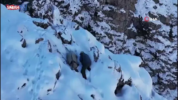 Dağ keçisini avlayan kaçak avcı böyle görüntülendi | Video