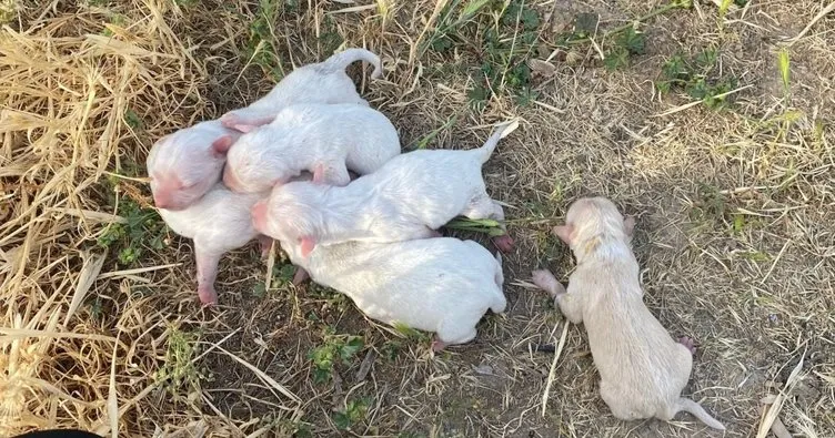 Çöpe atılan çuvaldan 6 yavru köpek çıktı
