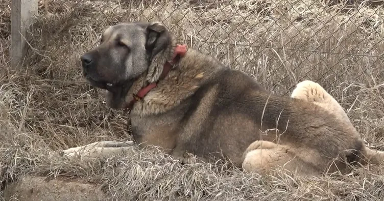 Kangal köpeği çiftliği su altında kaldı