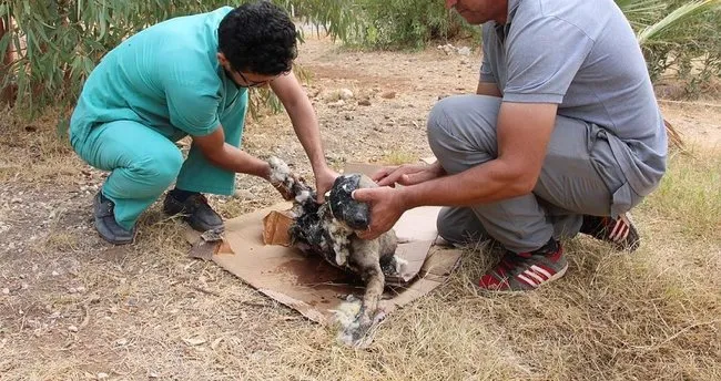 Muğla’da zifte saplanan köpek yavrusu kurtarıldı