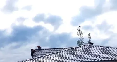 Çamlıyayla’da evden kaçan papağan çatıya çıktı