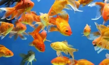 Japon Balığı Dipte Hareketsiz Duruyor, Neden Olabilir? Balık Neden Dibe Çöker?