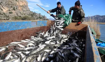 Dalyan kefaline talep yağıyor!