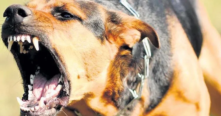 Köpekler sıcakta saldırganlaşıyor