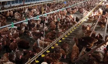 Yüzde 12’lik artış! Tavuk eti üretimi yıllık bazda yükseldi