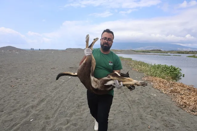 Hatay'da 4 mahalleye kuduz karantinası: Başıboş köpekler toplanıyor!