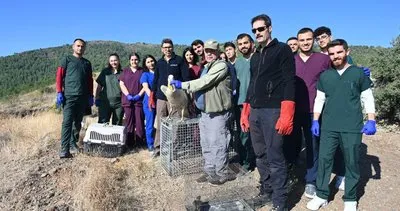 Tedavisi tamamlanan yaban hayvanları doğaya salındı #hatay