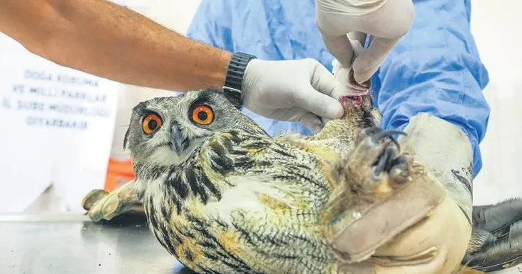 Doğu’da yaban hayvanları için 7/24 mesai