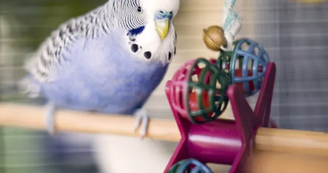 Muhabbet Kusu Ne Yer Ne Ile Beslenir Muhabbet Kusu Yemden Baska Ne Yer Hangi Sebzelerle Beslenir Son Dakika Yasam Haberleri