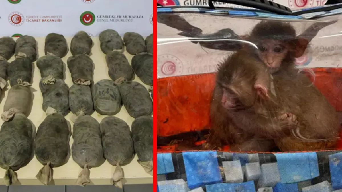 SON DAKİKA: Sülükten maymuna, 85 bin canlı! Sınırda dev operasyon: Rakamlar şoke etti SON DAKİKA: Sülükten maymuna, 85 bin canlı! Sınırda dev operasyon: Rakamlar şoke etti
