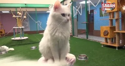 Van kedisi dünyanın en güzel kedileri arasında yerini aldı | Video