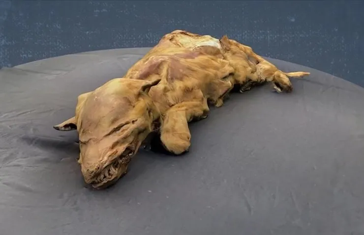 57 bin yillik kurt yavrusu fosili soke