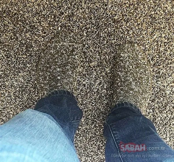 Şaşırtıcı kamuflajlar!