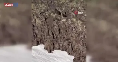 Malatya’da ayı ve yavrusu görüntülendi