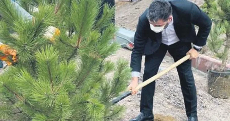 Ağaçlar toprakla buluştu